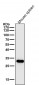 Anti-CDK1/Cdc2 Rabbit Monoclonal Antibody